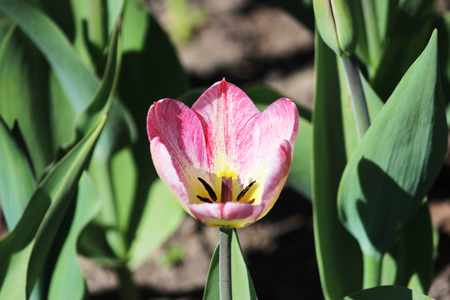 red tulip with double edges on the petals.の写真素材