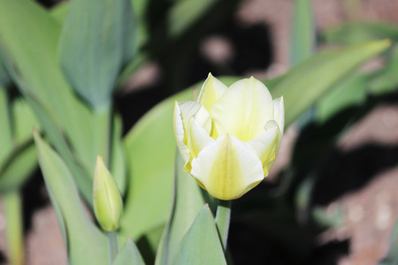 white tulip with double edges on the petals.の写真素材