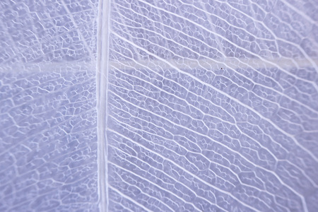 Macro structure white delicate skeletonized leaf of ficus Ficus benjaminaの写真素材