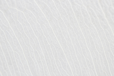 Macro structure white delicate skeletonized leaf of ficus Ficus benjaminaの写真素材