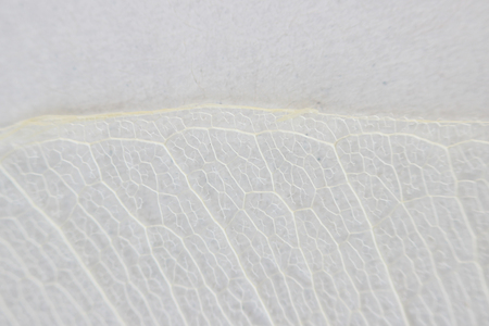 Macro structure white delicate skeletonized leaf of ficus Ficus benjaminaの写真素材