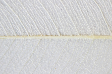 Macro structure white delicate skeletonized leaf of ficus Ficus benjaminaの写真素材