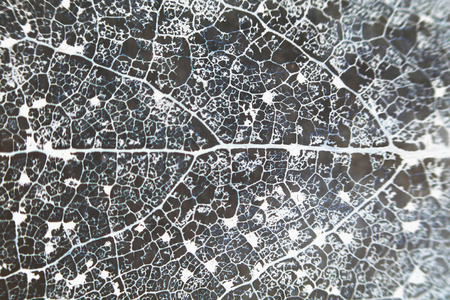 Macro structure brown delicate skeletonized leaf of Populus tremula.の写真素材