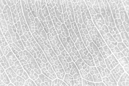Macro structure white delicate skeletonized leaf of ficus Ficus benjaminaの写真素材