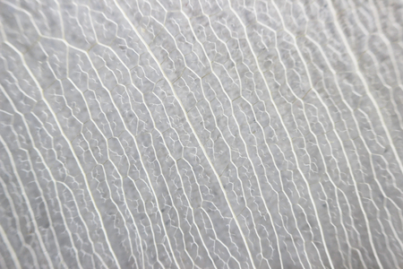 Macro structure white delicate skeletonized leaf of ficus Ficus benjaminaの写真素材