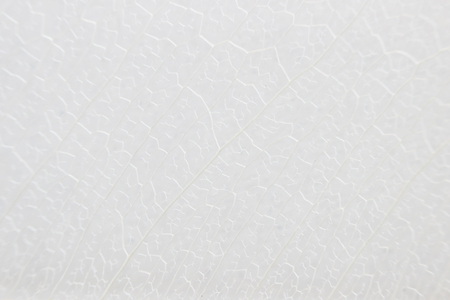 Macro structure white delicate skeletonized leaf of ficus Ficus benjaminaの写真素材