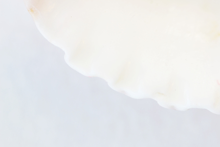 Sea shell macro close up abstract macro photo on a white backgroundの写真素材
