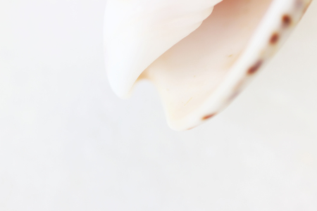 Sea shell macro close up abstract macro photo on a white backgroundの写真素材