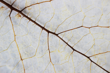 Macro structure brown delicate skeletonized leaf of shrubの写真素材