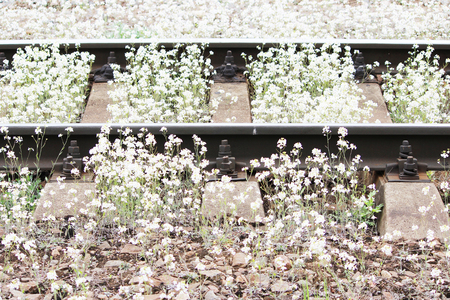 Railway and white flowers of a shepherd's bag Capsellaの写真素材
