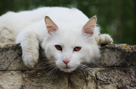 white single homeless cat with orange eyes is posing outdoors on a sunny day.の写真素材