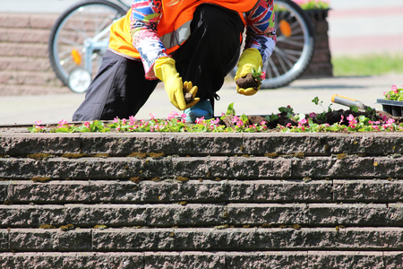 A woman of the urban service landscapes is planting flowersの写真素材