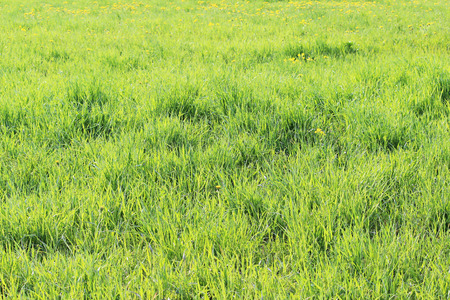 Young green grass growing in spring vacancyの写真素材