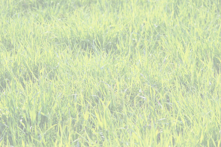 Young green grass growing in spring vacancy. Treated translucent photo