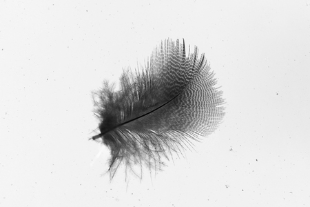 Bird feather from a duck on a white background. Processed photoの写真素材