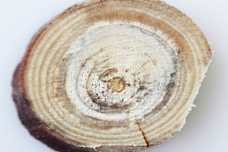 Macro texture of a wooden cut after sawing a twig with a circular saw.の写真素材