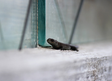 Lizard Lacerta agilis sits on the cornice of a wooden village house.の写真素材