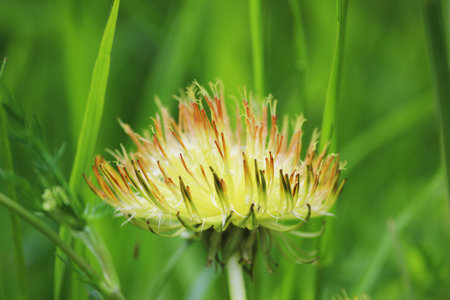 Defective dandelion Taraxacum officinale one yellow flower with atrophied petals grows on too...