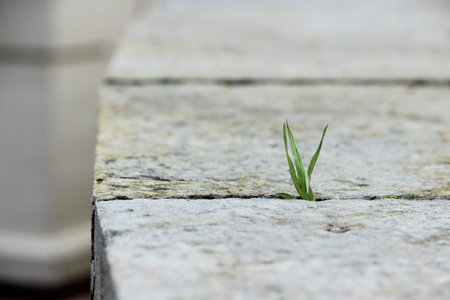 A small green blade of grass sprouts between two grey stone slabs in the open air. Concept of...