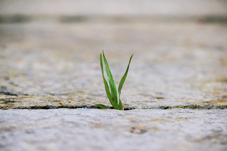 A small green blade of grass sprouts between two grey stone slabs in the open air. Concept of perseverance and lust for life.の写真素材