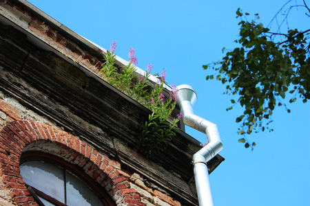 willowherb blossoms on the roof of the historic brick building Ekaterinburgverder, Gatchina. The building was built in 1796. Gradual destruction.の写真素材