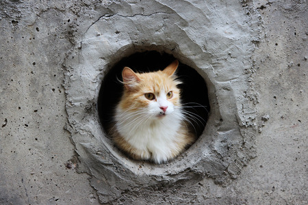 A white-red, stray cat sits in a circular cellar windowの写真素材
