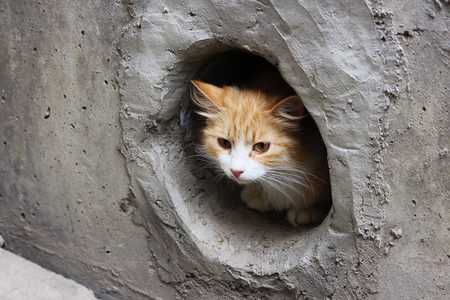 A white-red, stray cat sits in a circular cellar windowの写真素材
