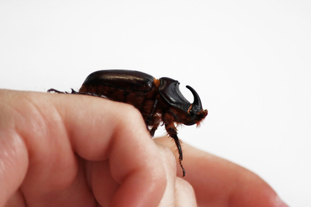 A rhinoceros beetle Oryctes nasicornis runs on a hand on a white background.の写真素材