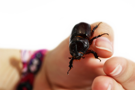 A rhinoceros beetle Oryctes nasicornis runs on a hand on a white background.の写真素材