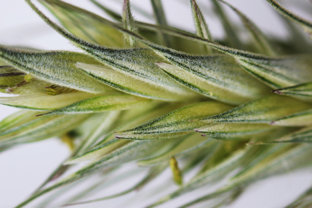 Green wheat ear close-up with setas on a white backgroundの写真素材