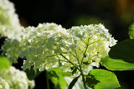 white hydrangea growing on a flower bed in the open air. Large inflorescences