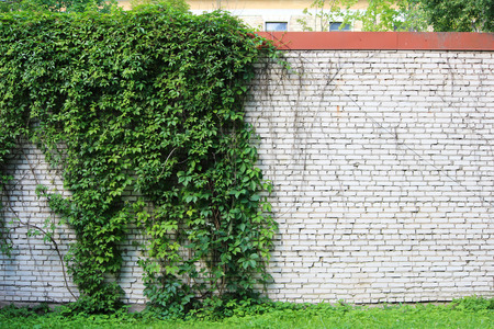 White brick wall densely overgrown with green ivy Hederaの写真素材