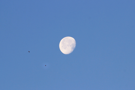 Waning Moon early in the morning on a blue sky and birdsの写真素材