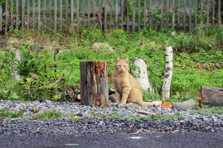 red cat sitting next to the felled trees on the green grass.の写真素材