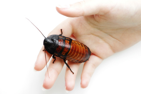 Madagascar hissing cockroach Gromphadorhina portentosa are sitting on hand of girlの写真素材