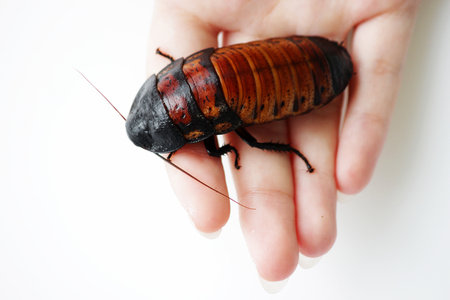 Madagascar hissing cockroach Gromphadorhina portentosa are sitting on hand of girlの写真素材