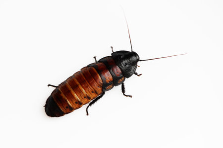Madagascar hissing cockroach Gromphadorhina portentosa on a white background. Isolated.
