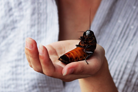 Madagascar hissing cockroach Gromphadorhina portentosa are sitting on hand of girlの写真素材