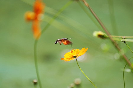 Sphingidae, known as bee Hawk-moth, enjoying the nectar of a orange flower. Hummingbird moth. Calibri mothの写真素材