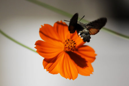 Sphingidae, known as bee Hawk-moth, enjoying the nectar of a orange flower. Hummingbird moth....
