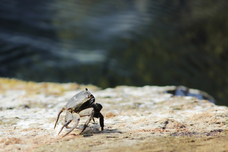 Black Sea. One small Crab Stone Crab Eriphia verrucosa sits on a rock and feeds on organic remains from the surface.の写真素材