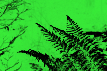 leaves of fern Polypodiophyta in a yew-boxwood forest. Krasnodar region. computer processing.の写真素材