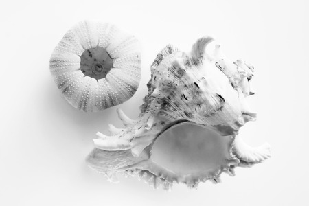 shell of the sea urchin Echinoidea and big shell, black and white.の写真素材