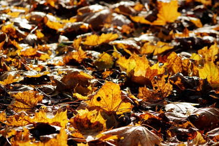 autumn yellow leaves of maple in the park lie on the groundの写真素材
