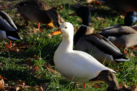 White duck drake as variability within the species Anas platyrhynchos in the Gatchina park.の写真素材