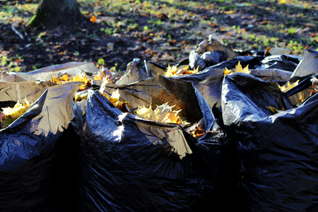 seasonal work on cleaning the park from fallen leaves, packing in garbage bags for further export.の写真素材