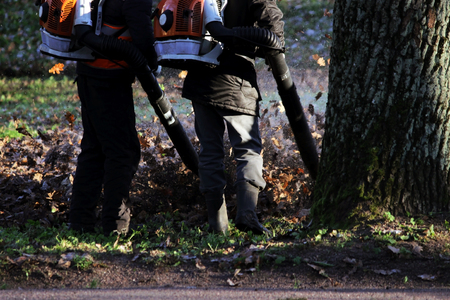 workers with industrial vacuum cleaners collect fallen maple and oak leaves in a heap.の写真素材