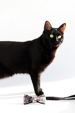 Vertical composition: Extravagant bow tie and black cat with green eyes on a white background.の写真素材