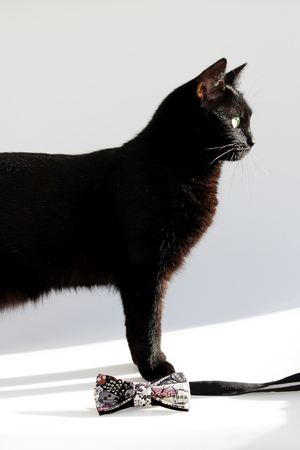 Vertical composition: Extravagant bow tie and black cat with green eyes on a white background.の写真素材