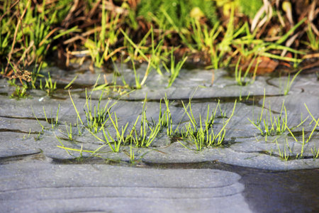 the green grass grows in a puddle covered with a layer of the first winter ice